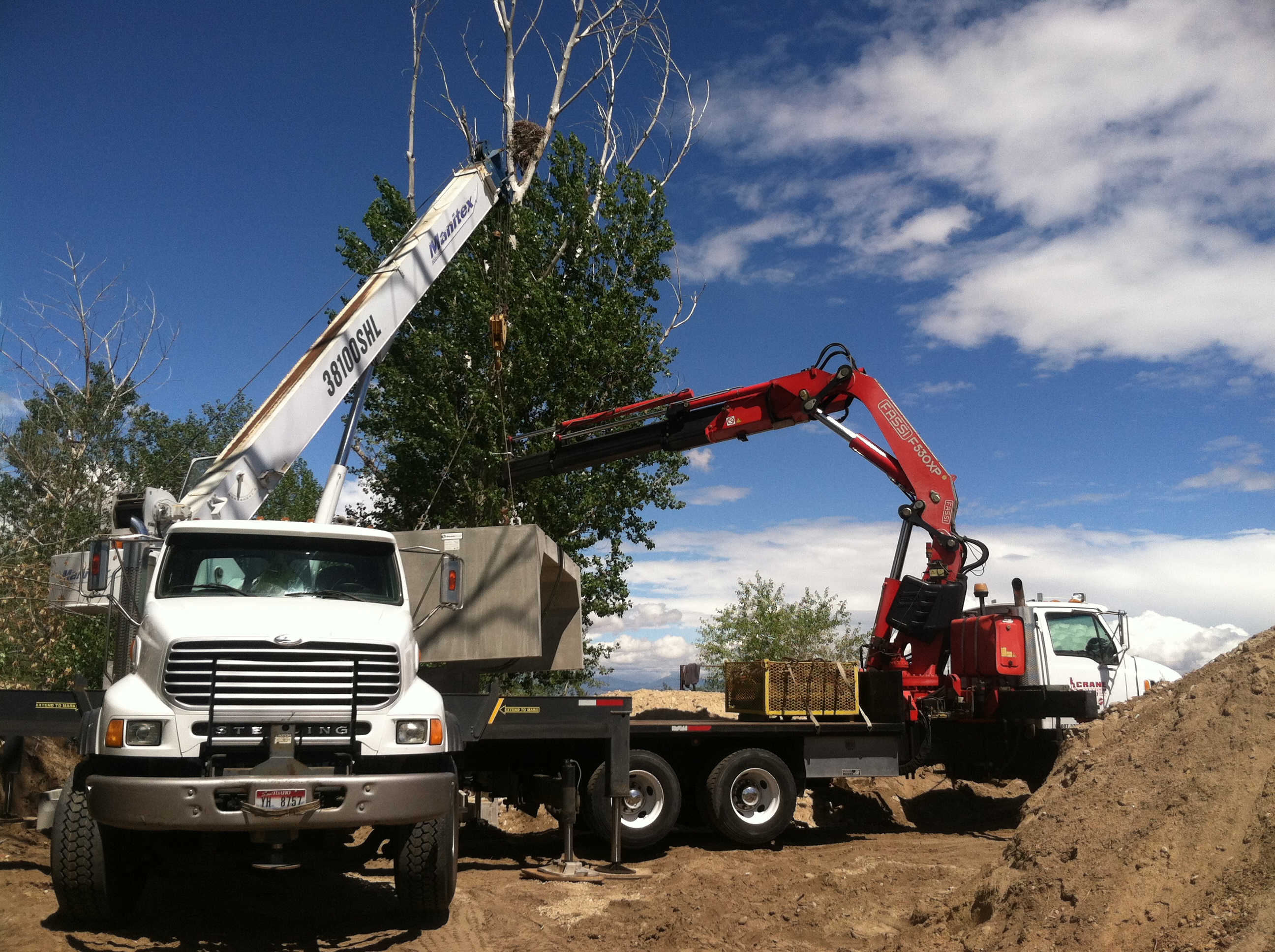 Tree Removal